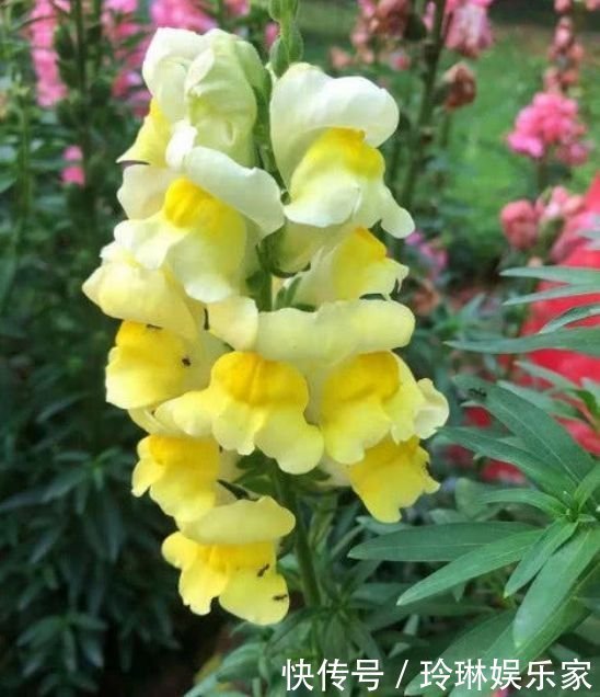 养花就养这几款，花朵小巧玲珑，瑞气盈门、花开富贵