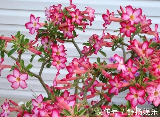 阳台养花,只要避免这些问题,花养出来旺盛,开花多,要收好