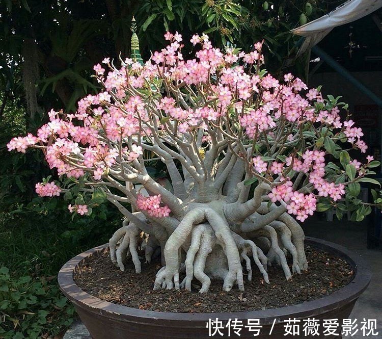 浇水|它们是“耐旱花”，盆栽1、2个月浇水1次，轻松花开满树