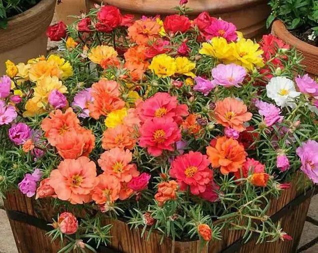 1种花“了不起”,今天扦插,明天就生根,好养漂亮,比牡丹还美