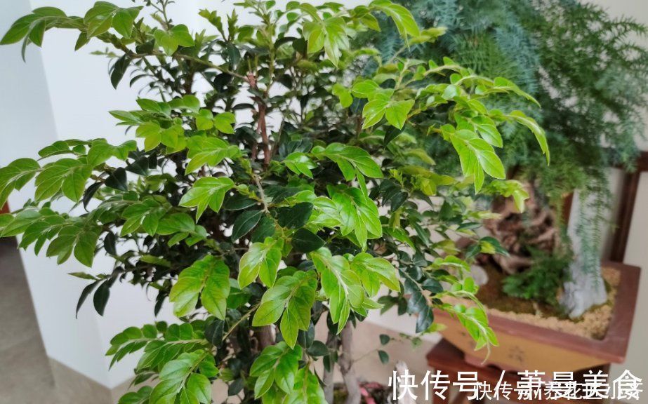 养花高手都具备的“好习惯”,新手如果坚持下来,花会越养越好