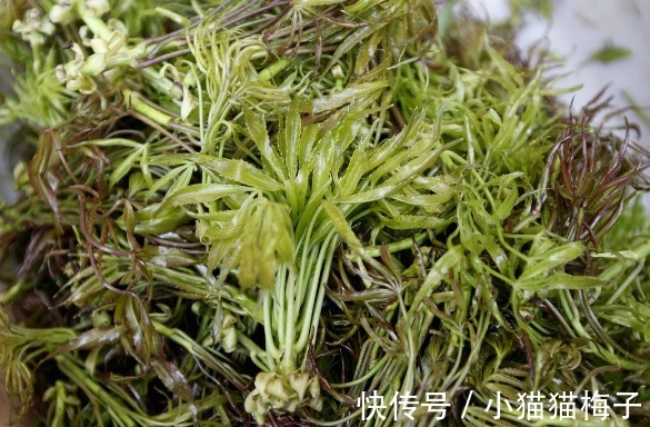 益母草|66种野菜大图片，带你见识不同的野菜和吃法，你想要的野菜这里有
