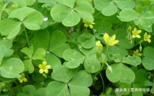 键子|农村常见的2种野草,好吃又好玩,药食两用效果好,不知道可惜了