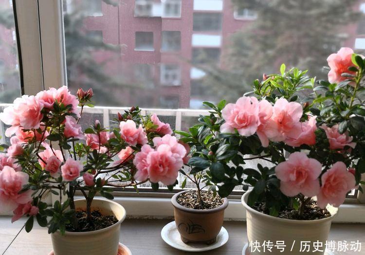 家养几种旺运花,吉祥又喜庆,颜值超高的,还能散发阵阵香气