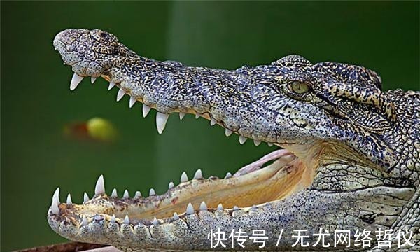 武松#“旱地忽律”是什么意思?朱贵为什么是“旱地忽律”?