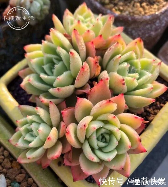 多肉上盆,用“干土”还是“潮土”,分2种情况,1张图看清楚