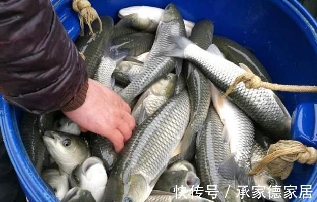 身体|这3种鱼自带“寄生虫”和“重金属”,价格虽便宜,没营养伤身体