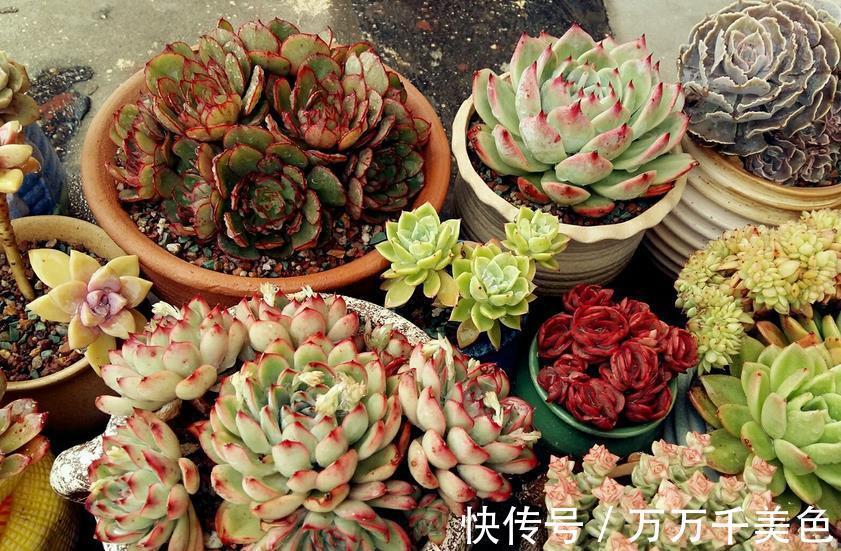 养护|室内阳台养多肉,有“2好2无奈”,一般人都会中招
