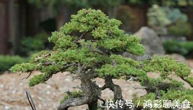 怎样才能制作出漂亮的露根盆景呢 试试这几个盆景露根方法吧