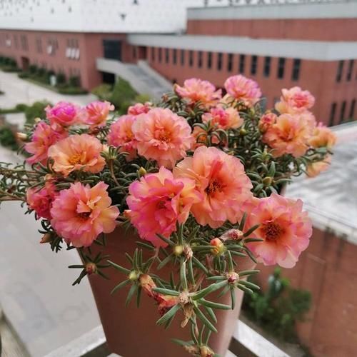 花卉|超喜欢的“盆栽”花卉，朵朵重瓣色鲜艳，皮实好养，一年开花3季