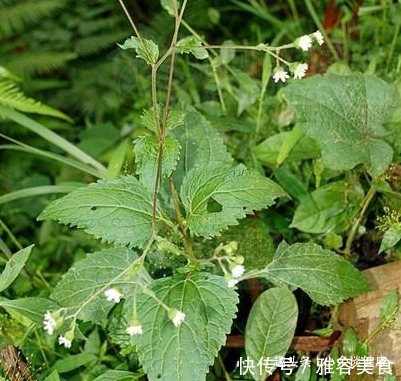 感冒|下田菊，见过吗可用于感冒高热，咽喉炎，扁桃体炎，黄疸型肝炎