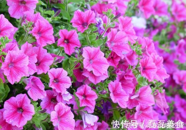 新手养护花卉,就养沾土就活,见光就旺的花卉,花开一整年!