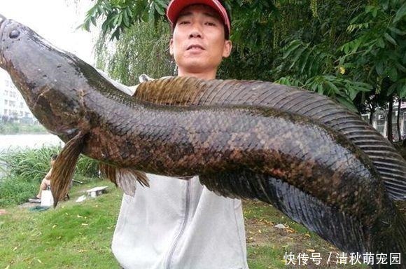 僵尸鱼?湘江钓起怪鲤鱼,鳞片掉光、肚子上两大“牙印”