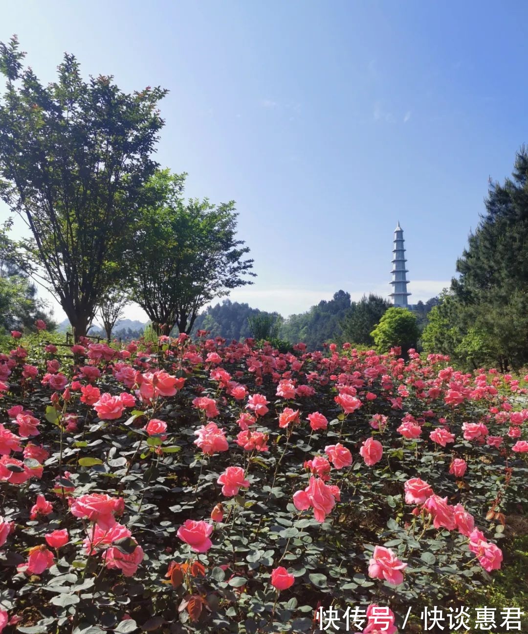 绿博园|月季花谷丨每个人都有自己的秘密花园 来这留下你的故事吧