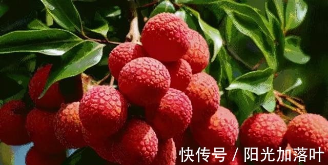 味辛性温|入伏后,不管有钱没钱,这5种“扶阳食”别忘了吃,老传统不能丢!