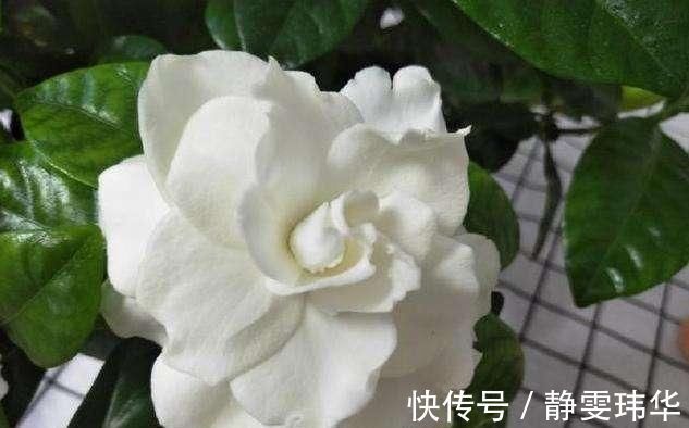 逛花市千万别买这3种花,内藏“猫腻”,买回家很难养活