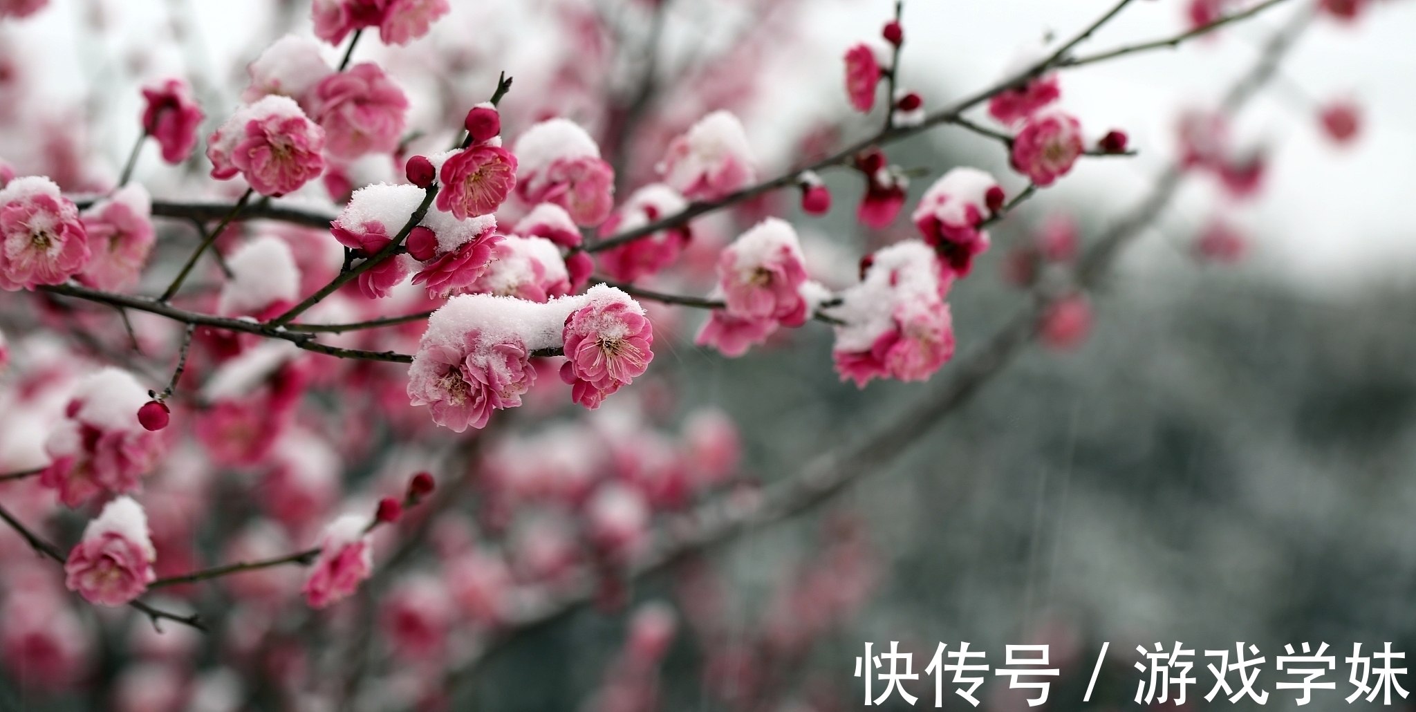 踏雪@大雪节气古诗六首赏读：此间大雪节，花放小桃枝