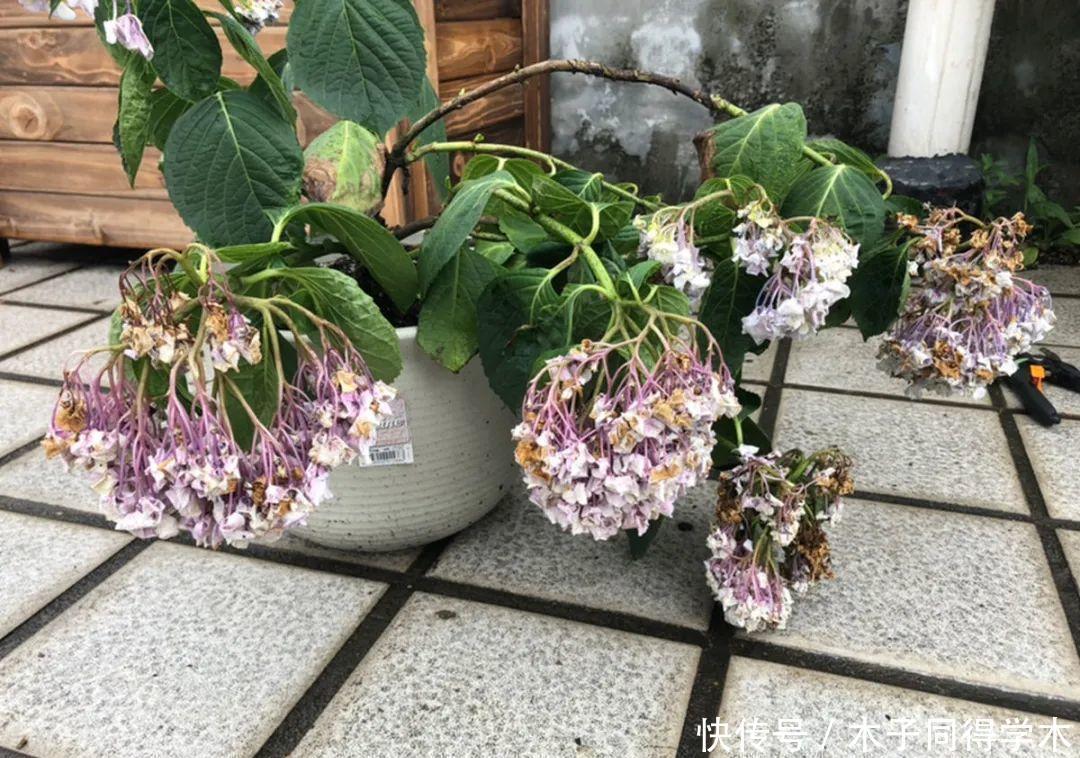 马上进入花期的花,10天一次肥,下个月就开花