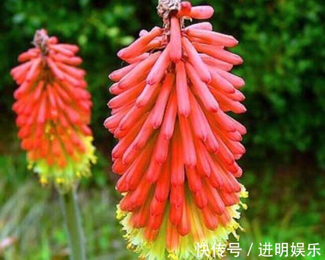喜欢养菊花，不如养一盆“火炬花”，花色犹如燃烧火把，红火鲜艳