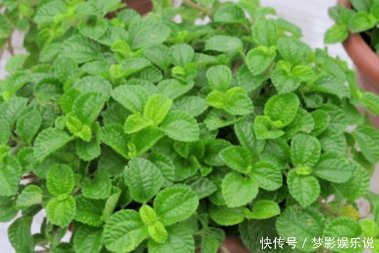 阳台上|正月二十七,家里养上4种花,净化空气好,好养又便宜