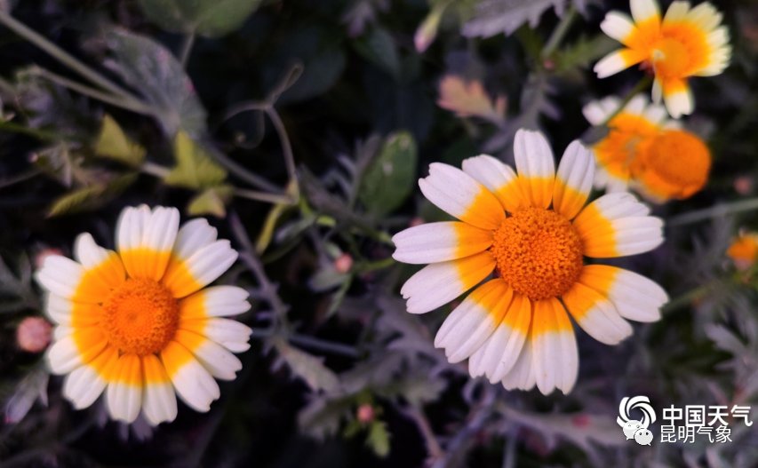 带你去看云南春天山间奇异的花朵