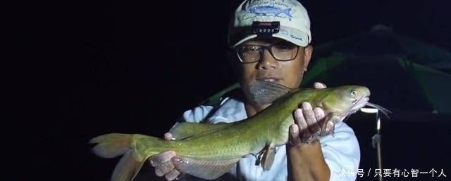 牛尾巴|广西钓友地下河出口钓起许多“奇怪黄辣丁”,最大的四十多公分长