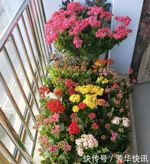 开花开关|养长寿花，左右剪一刀，打开“开花开关”，花量多一倍，爆成花球