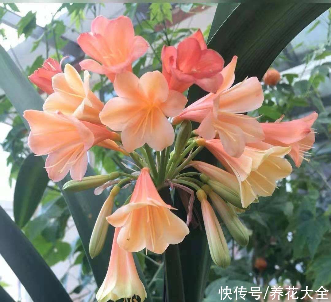 夏天|夏天养护君子兰，记住“两个不要”，不然状态会越来越差