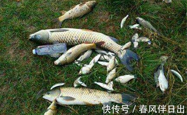 太阳红|盛夏应该如何钓鱼?几句钓鱼谚语就可以概括,别说钓无定律