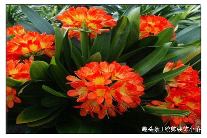 夏天不要用啤酒擦君子兰了,用它才靠谱,叶片油绿又整齐