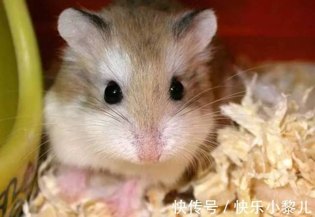 生肖|12月23号到31号,生肖鼠好运不断赚钱多多,财运势如破竹一片大好