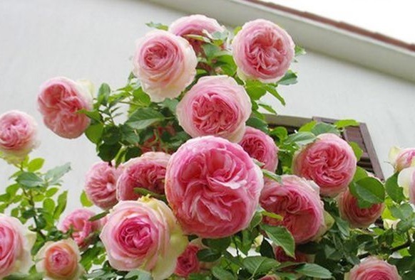 此花被称为“开花机器”,全年开花不断,花开繁盛惹人爱,美爆了