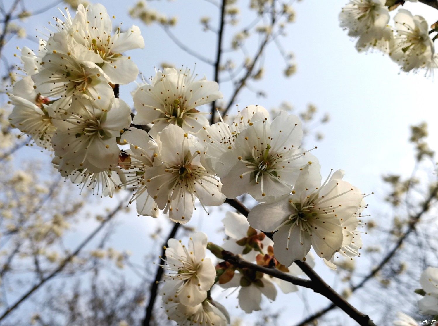 中年|大年初一的成都植物园