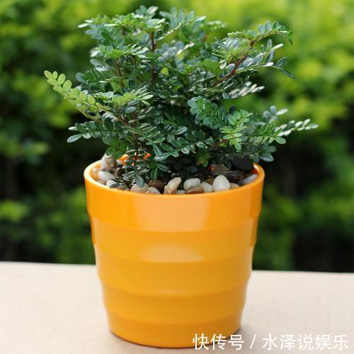 发酵|橘子皮还能用来养花,吃剩的橘子皮这么处理,植物疯长立刻爆