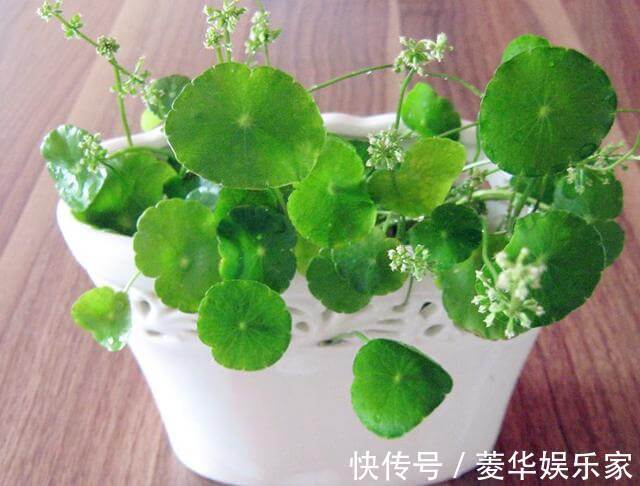 花苞|这3种花“开花”不是好事,见到花苞立马剪掉,不然越来越丑