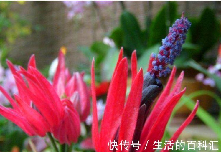 沙漠玫瑰|农历7月27日开始，养花养个耐看的，幽香暗淡，扦插一根枝条就活