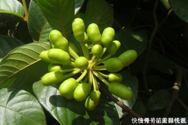 解毒|农村无人问津的野果,消肿解毒,治疗腰腿疼痛,吃到就是捡到宝了