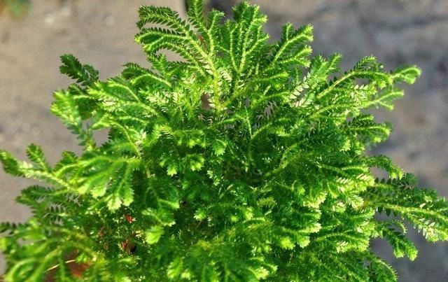 1种迷你小“松柏”,一年四季绿油油,比绿萝好养10倍,泡水就活