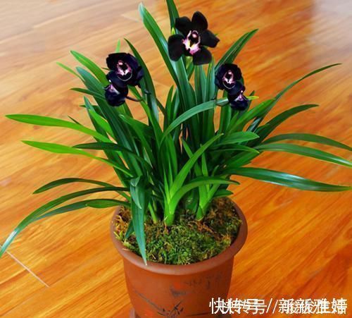 猎奇花友必备的兰花“黑雪姬”,花色神秘,花大浓香,好养易活