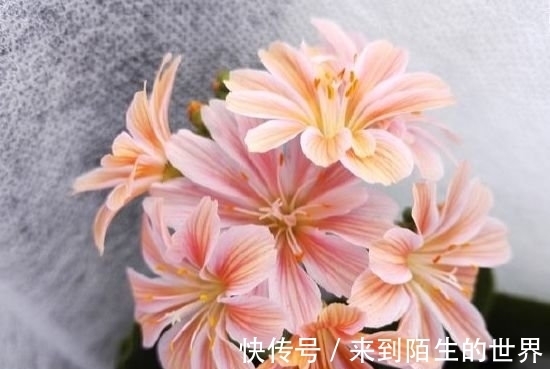 花色|几种漂亮花，是花卉中的“佼佼者”，漂亮贵气又好养，聚福纳财