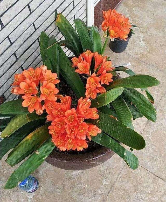 君子兰喝3种“营养水”,“5箭齐发”拔高个,蹭蹭开花不夹箭