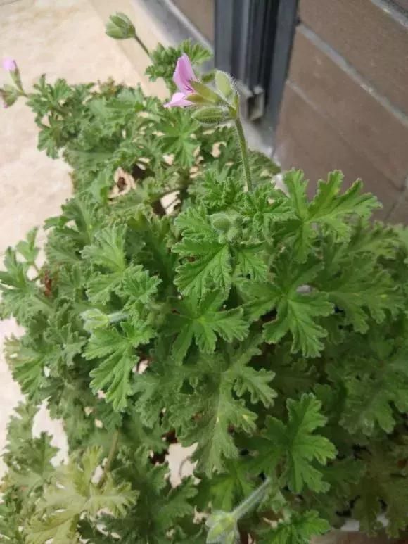 5种花蚊子“不喜欢”，好看还好养，是天然蚊香，值得多养几盆