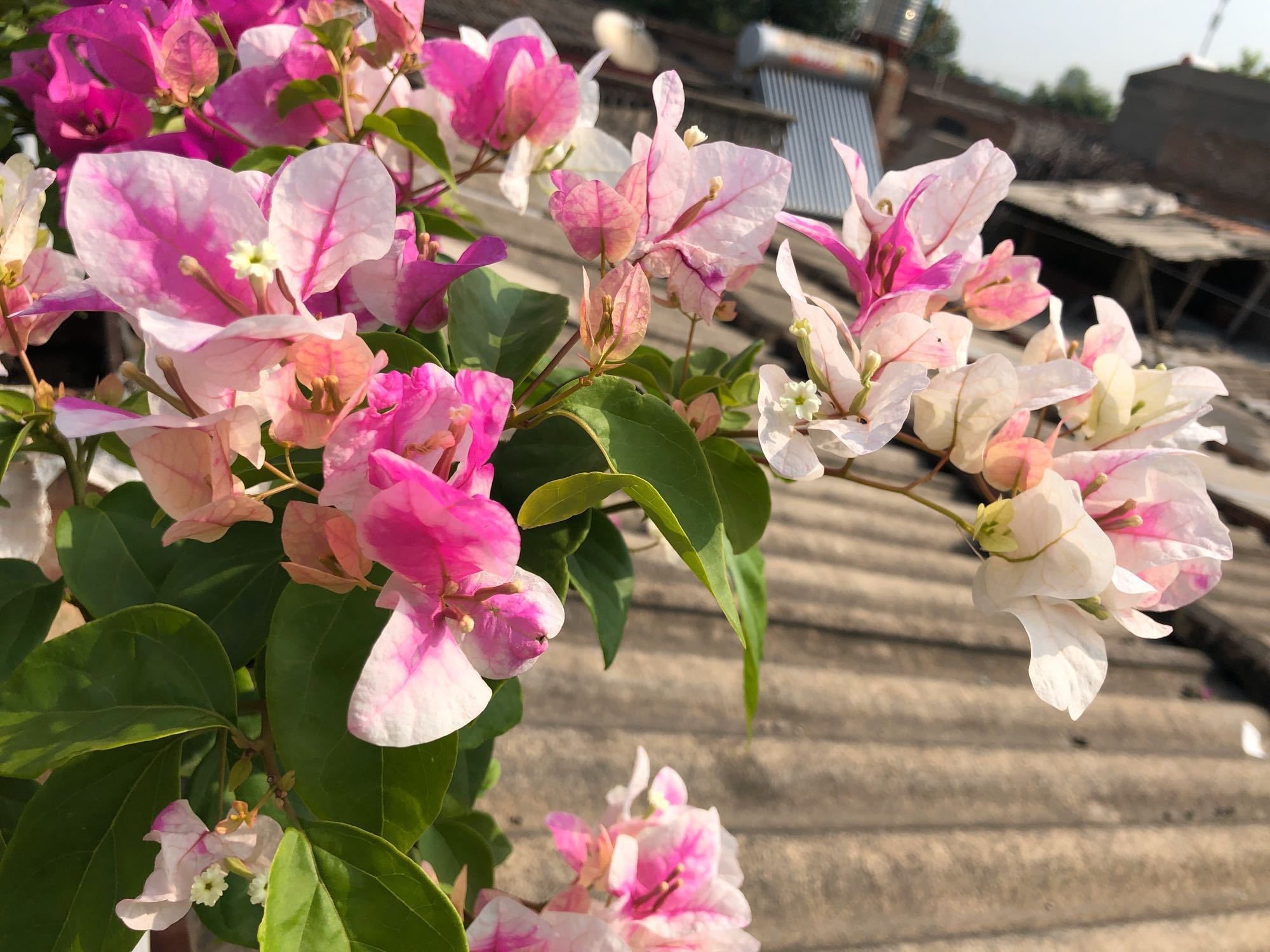 明白|三角梅叶子是变色龙绿色叶子养着养着就变红,搞明白4点就够了