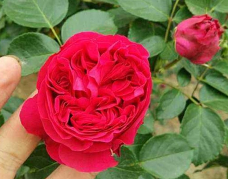 喜欢菊花，不如养盆“高档玫瑰”红色伊甸园，梦幻迷人，似新娘