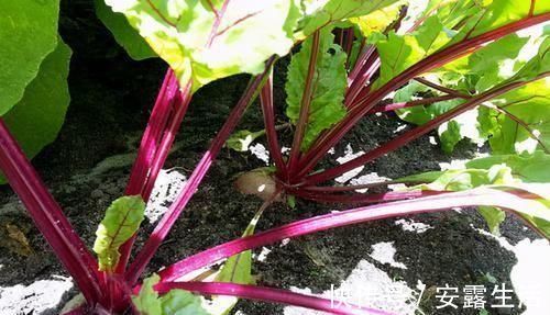 莴笋|每天晚上坚持吃3种食物,排毒养颜、滋补身体,好吃又不贵!