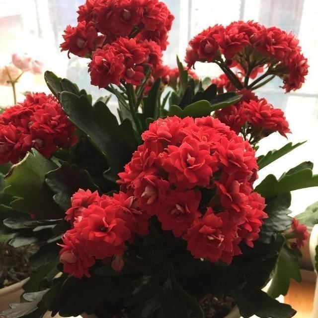 5月养长寿花,注意3个养护技巧,还能再开几茬花,叶大花更美