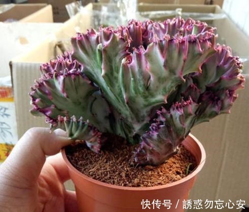 在家盆栽4款多肉要小心,它们对健康有害,需早点丢出去