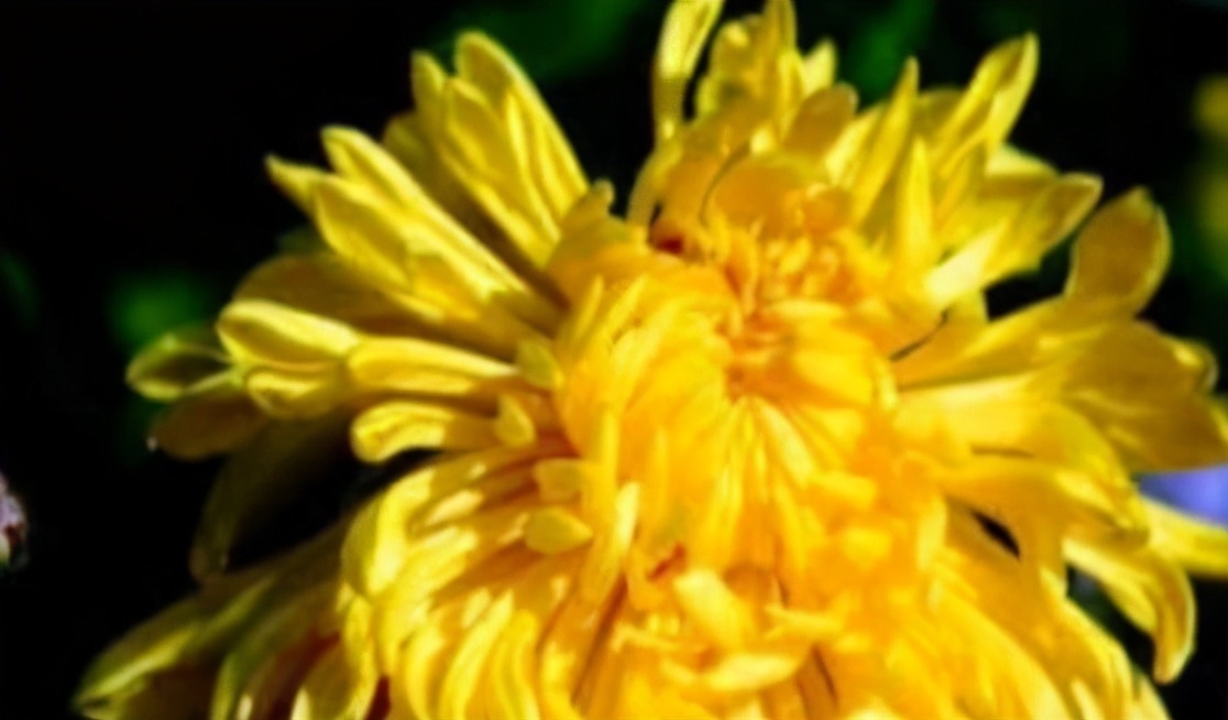 排毒养颜|多吃以下3种食物，补充营养预防疾病，排毒养颜身体棒