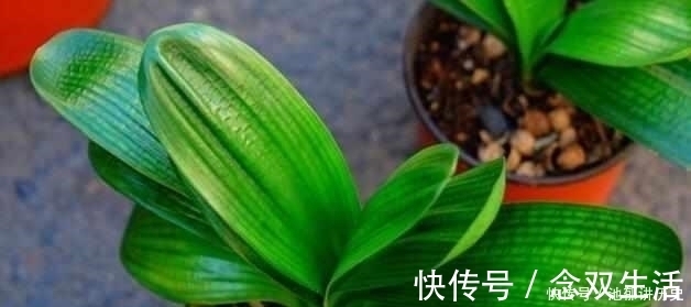 养花|什么阿司匹林、维生素都不如“1块它”,掰碎扔盆里,壮根挤破盆