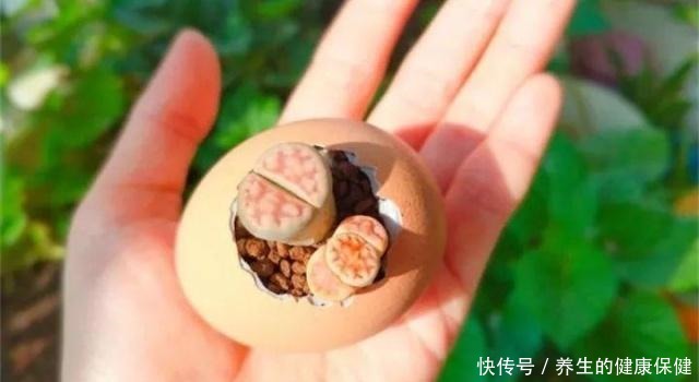 多肉花盆年年买不如换成这种,省钱又实用!多肉花盆年年买不如换成这种,省钱又实用!